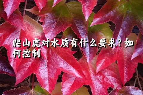 爬山虎对水质有什么要求？如何控制