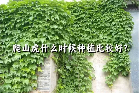 爬山虎什么时候种植比较好？