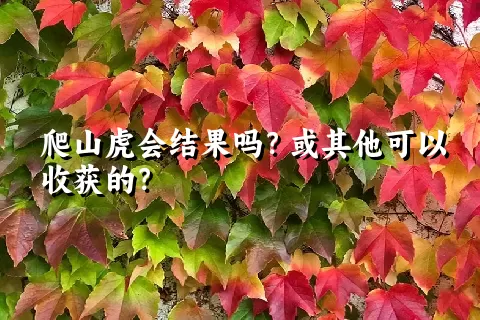 爬山虎会结果吗？或其他可以收获的？