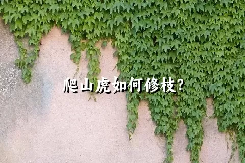 爬山虎如何修枝？