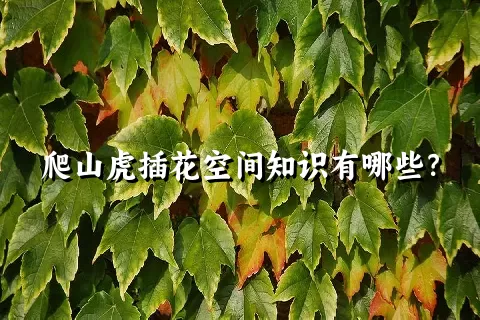 爬山虎插花空间知识有哪些？