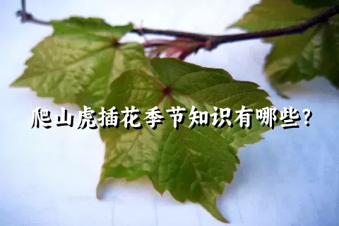 爬山虎插花季节知识有哪些？