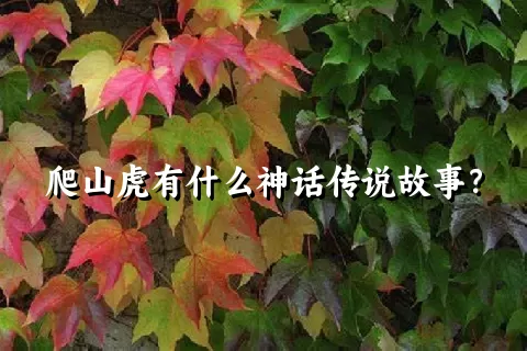 爬山虎有什么神话传说故事？