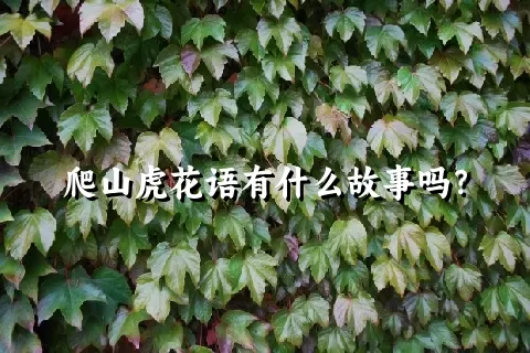 爬山虎花语有什么故事吗？