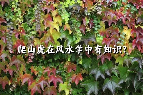 爬山虎在风水学中有知识？