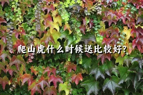 爬山虎什么时候送比较好？