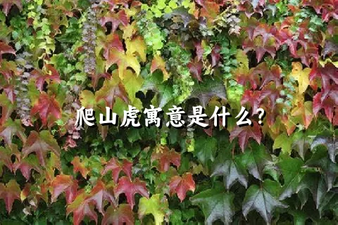 爬山虎寓意是什么？