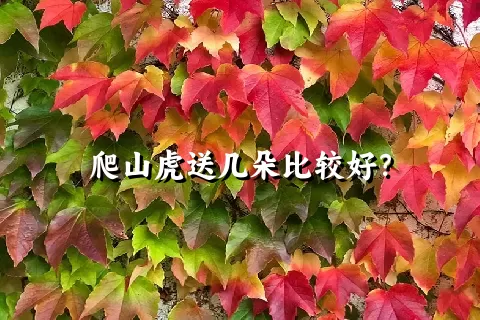 爬山虎送几朵比较好？