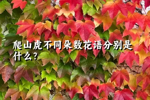 爬山虎不同朵数花语分别是什么？