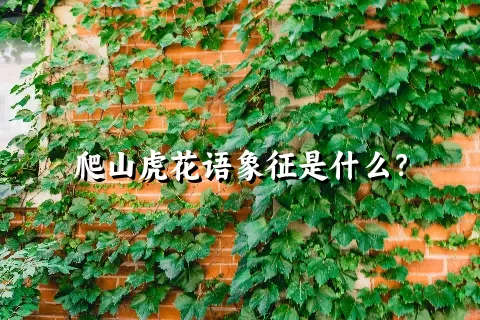 爬山虎花语象征是什么？