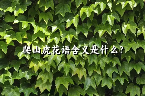 爬山虎花语含义是什么？