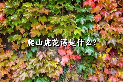 爬山虎花语是什么？