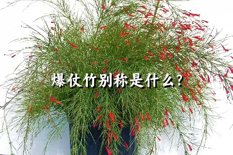 爆仗竹别称是什么？