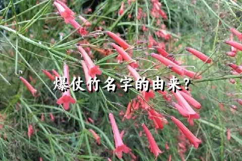 爆仗竹名字的由来？