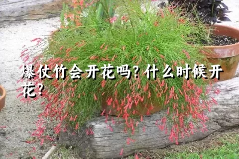 爆仗竹会开花吗？什么时候开花？