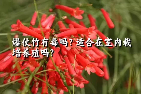 爆仗竹有毒吗？适合在室内栽培养殖吗？