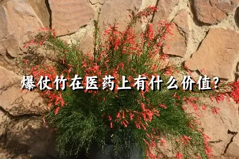 爆仗竹在医药上有什么价值？