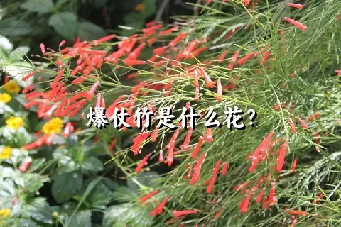 爆仗竹是什么花？