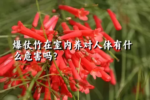 爆仗竹在室内养对人体有什么危害吗？