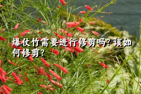 爆仗竹需要进行修剪吗？该如何修剪？