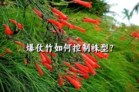 爆仗竹如何控制株型？