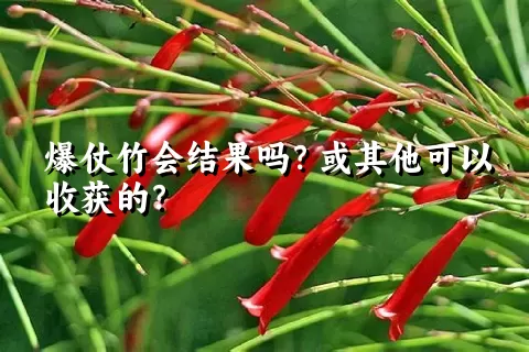 爆仗竹会结果吗？或其他可以收获的？