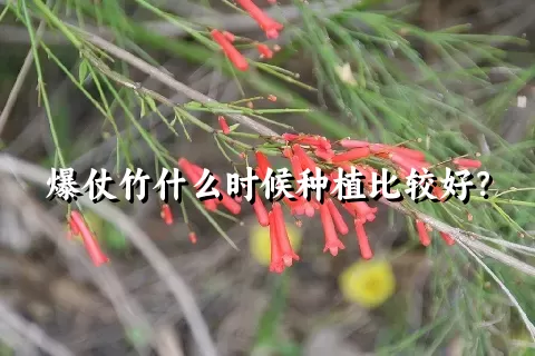 爆仗竹什么时候种植比较好？