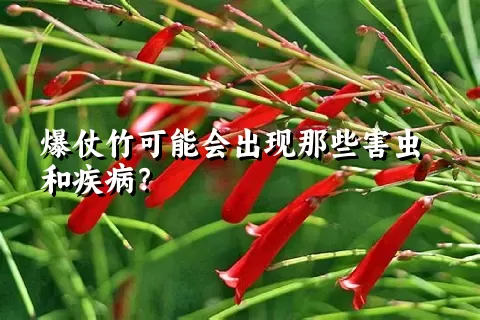 爆仗竹可能会出现那些害虫和疾病？