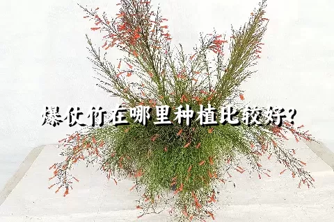 爆仗竹在哪里种植比较好？