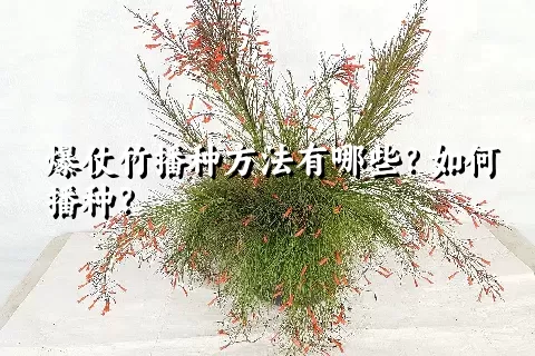 爆仗竹播种方法有哪些？如何播种？