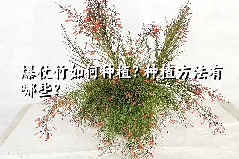 爆仗竹如何种植？种植方法有哪些？