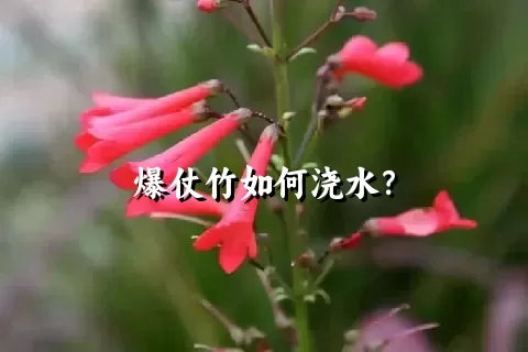 爆仗竹如何浇水？