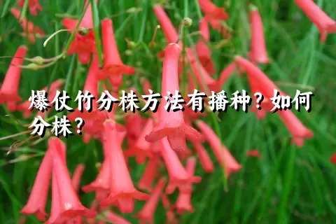 爆仗竹分株方法有播种？如何分株？