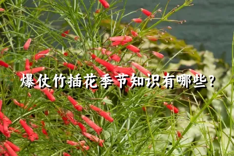 爆仗竹插花季节知识有哪些？