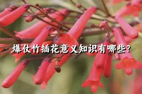 爆仗竹插花意义知识有哪些？