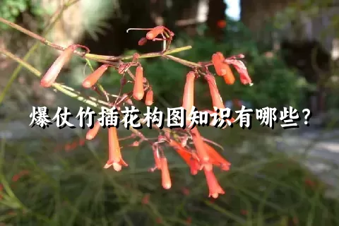 爆仗竹插花构图知识有哪些？