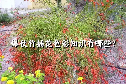 爆仗竹插花色彩知识有哪些？