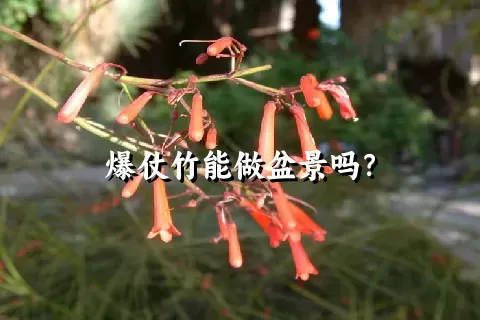 爆仗竹能做盆景吗？