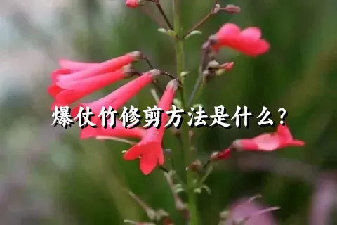 爆仗竹修剪方法是什么？