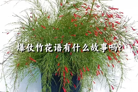 爆仗竹花语有什么故事吗？