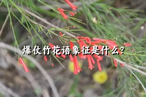 爆仗竹花语象征是什么？