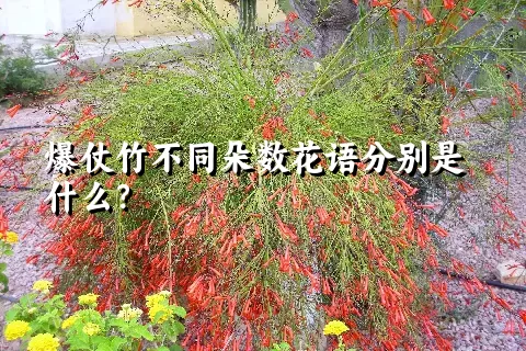 爆仗竹不同朵数花语分别是什么？