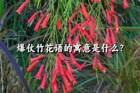 爆仗竹花语的寓意是什么？