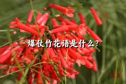 爆仗竹花语是什么？