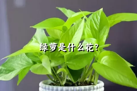 绿萝是什么花？