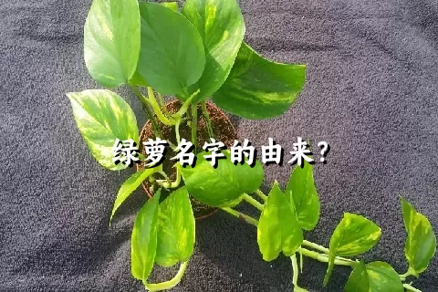 绿萝名字的由来？