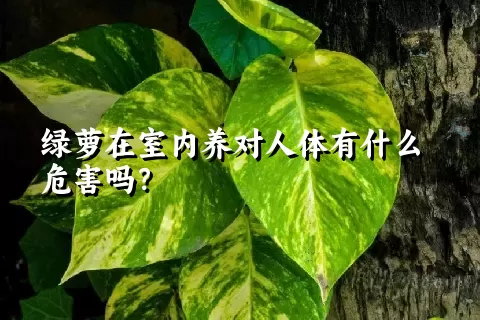 绿萝在室内养对人体有什么危害吗？