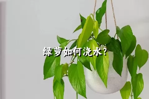 绿萝如何浇水？