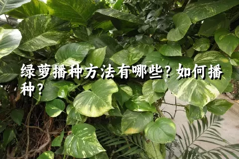 绿萝播种方法有哪些？如何播种？