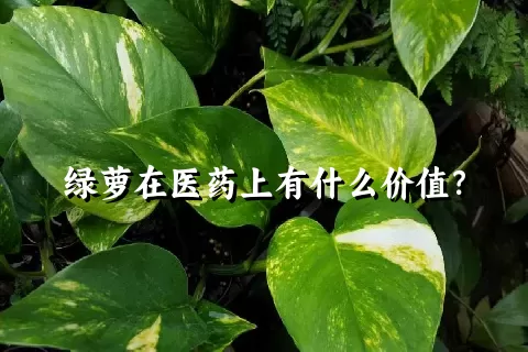 绿萝在医药上有什么价值？